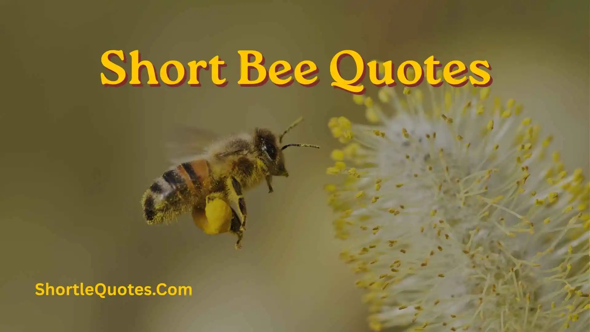 243+ Short Bee Quotes About Hard Work, Happiness, and Life’s Little Wonders 