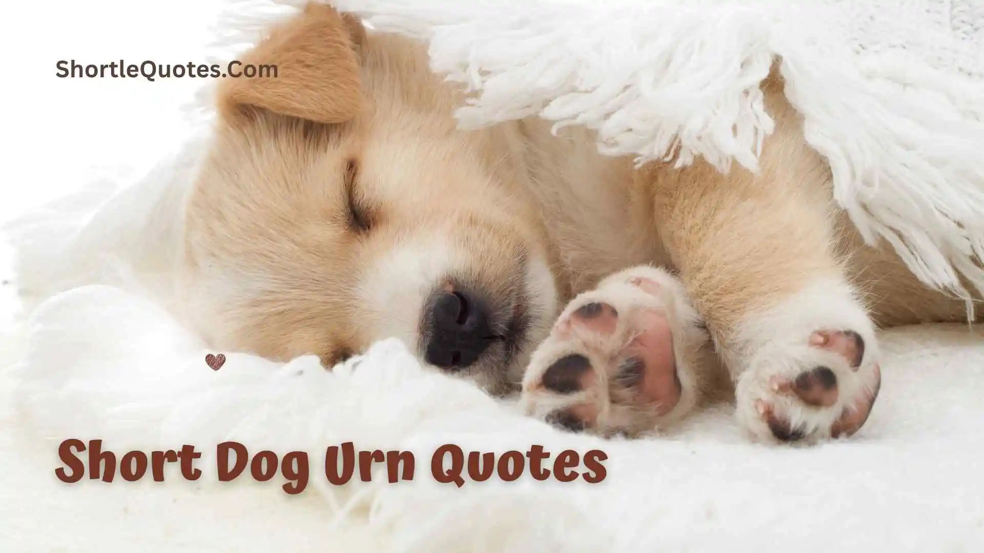 201+ Short Dog Urn Quotes That Keep Your Beloved Friend Forever Close 