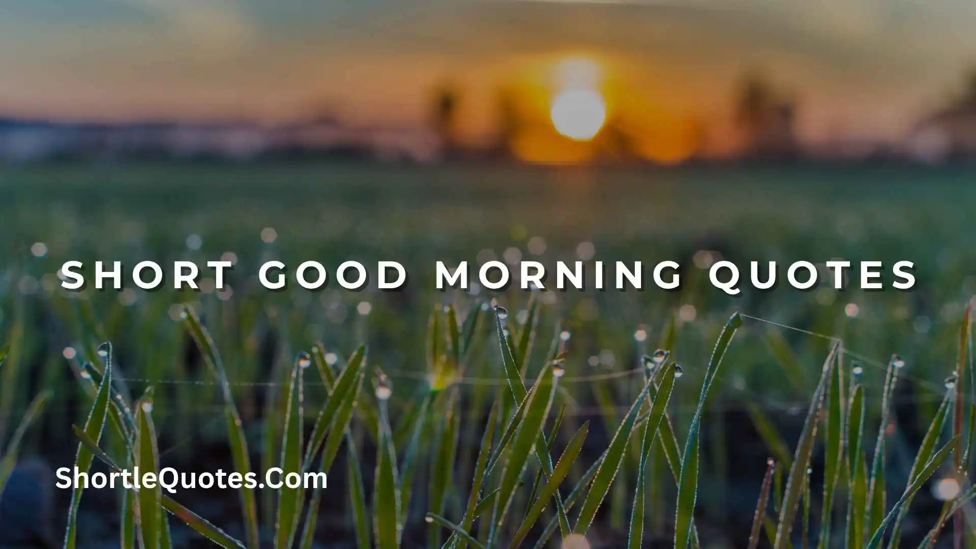 225+  Short Good Morning Quotes That Will Brighten Your Day and Inspire Your Heart 