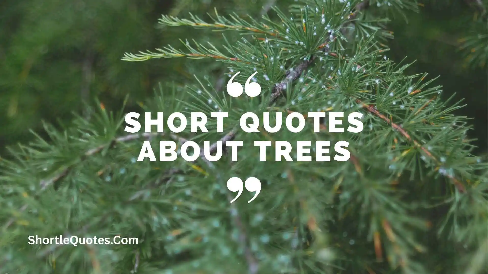 181+ Short Quotes About Trees Filled With Nature, Peace, and Wisdom 